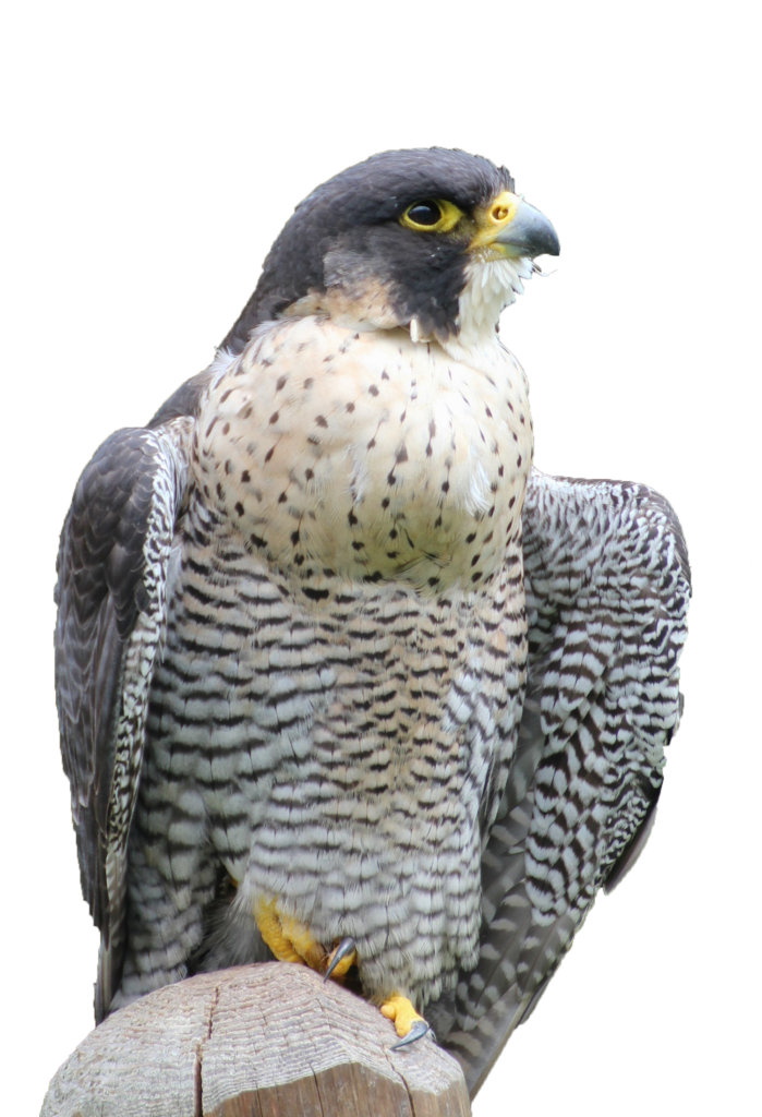 Cooper's Hawk