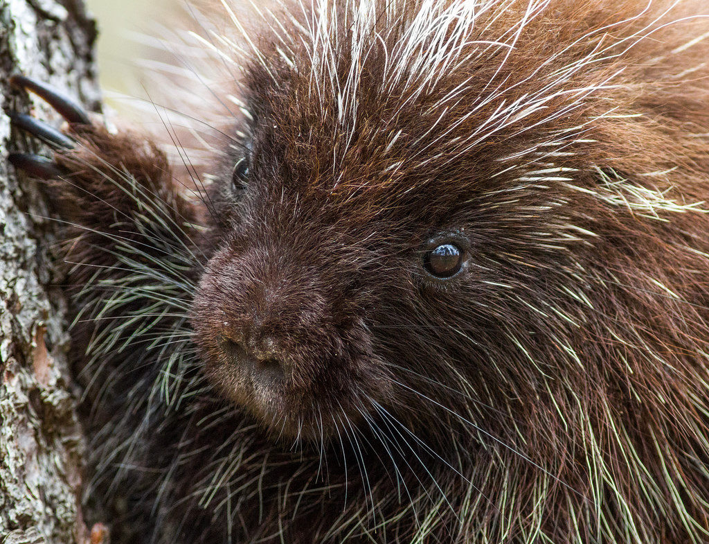 Porcupine