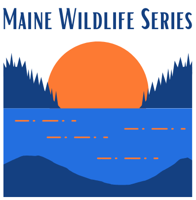 Maine Wildlife Series