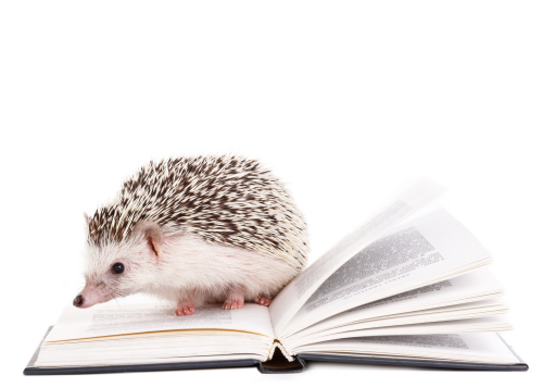 book and hedgehog