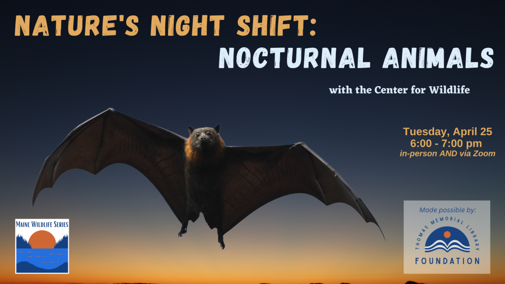 Nature's Night Shift: Nocturnal Animals
