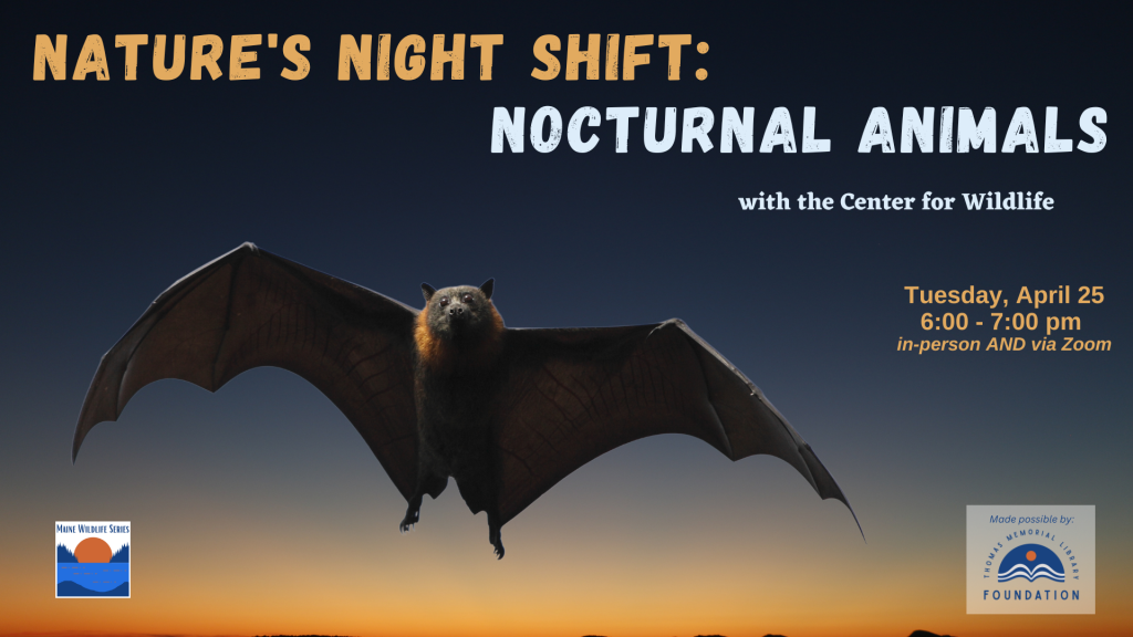 Nature's Night Shift: Nocturnal Animals