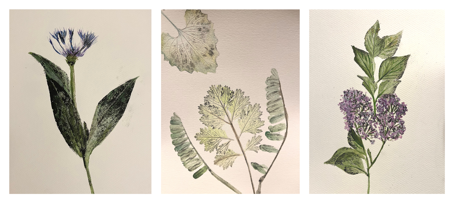 Botanical prints by Rachel Davis
