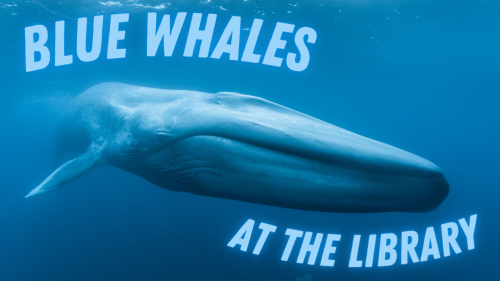 Blue whales at the library
