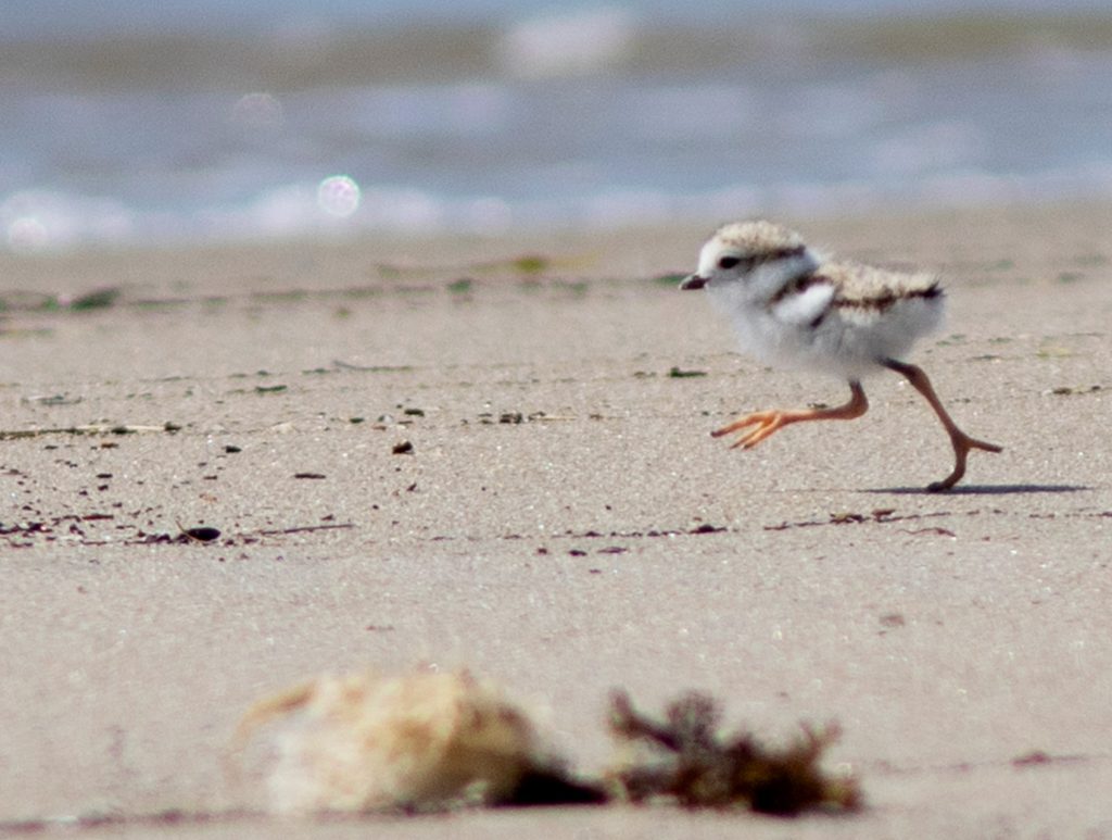 Photograph of of a Piping Plover chick running on the sand