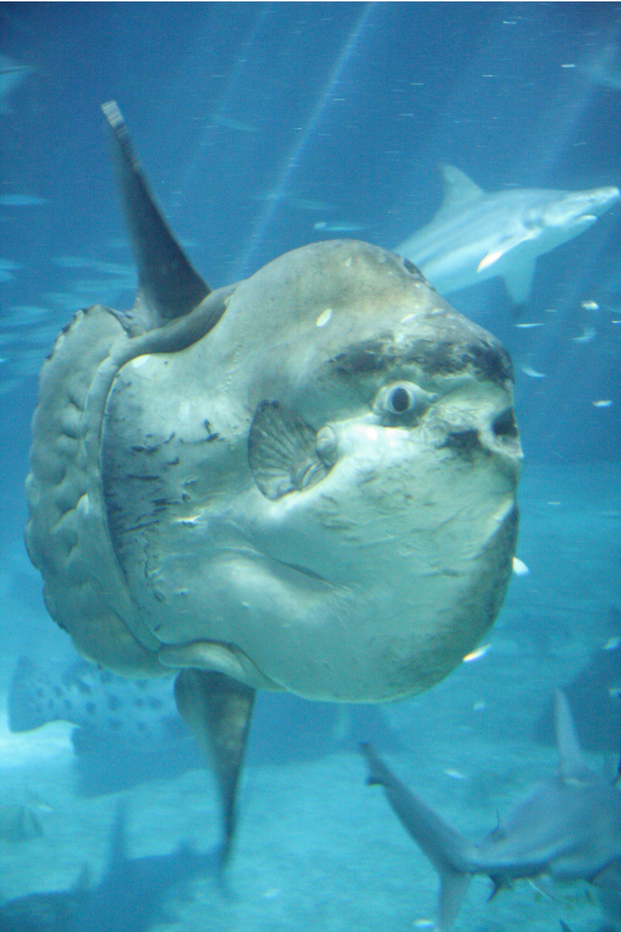 A photo of an ocean sunfish swimming underwater