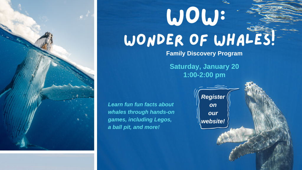 The Wonder of Whales family program on Saturday, January 20 at 1:00 p.m.