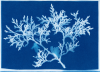 A print made using cyanotype printing of a white juniper branch against a blue background