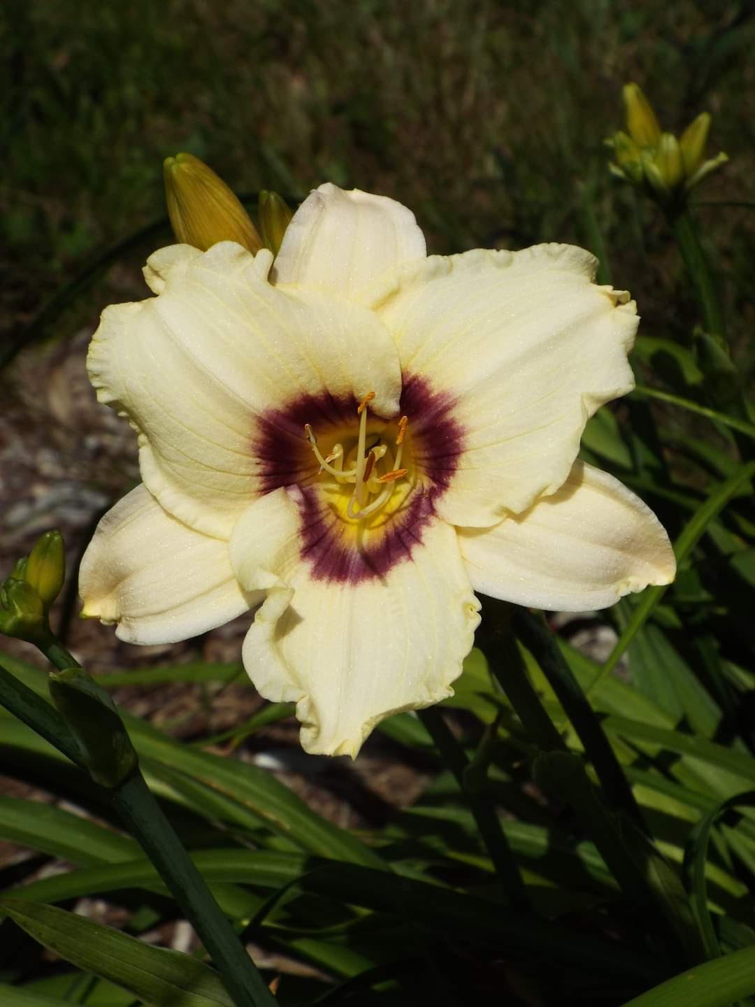 a yellow daylily with a dark red center