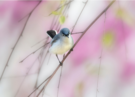 a songbird in a tree with blurred pink blossoms in the background