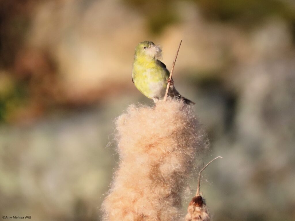 A photograph of an American Goldfinch, a pale yellow bird sitting atop the beige fuzzy seed pod of a plant in winter