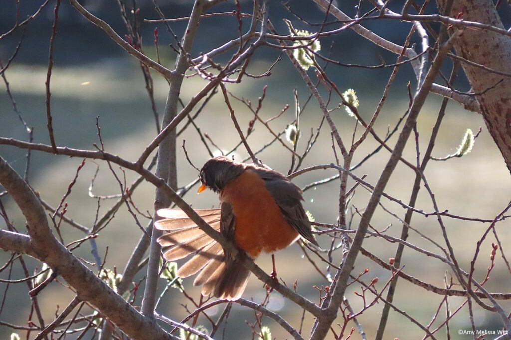 An photograph of an American Robin, a brown bird with a deep orange body with its brown tail feathers spread open, sitting on bare branches in a shrub