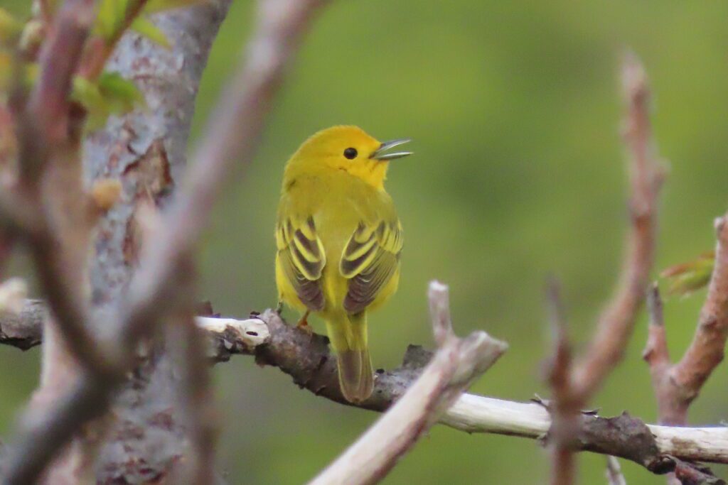 A photohgraph of a Yellow Warbler, a small bird with a hellow head and yellow-green body sitting on a bare tree branch