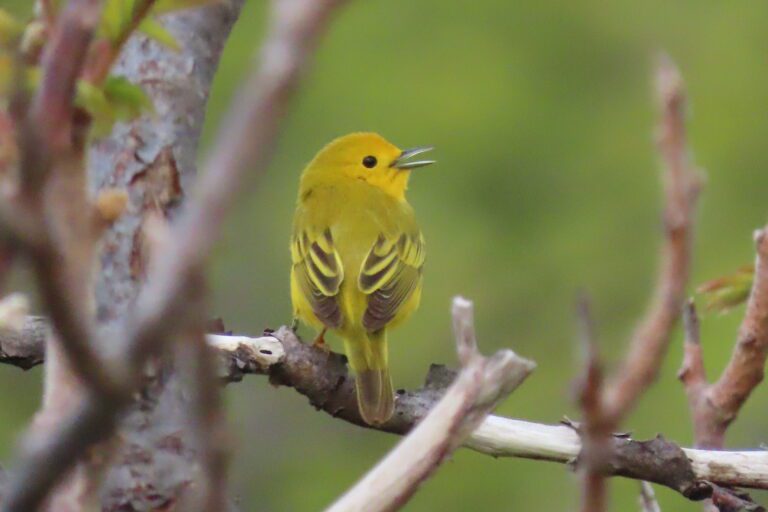 A photohgraph of a Yellow Warbler, a small bird with a hellow head and yellow-green body sitting on a bare tree branch