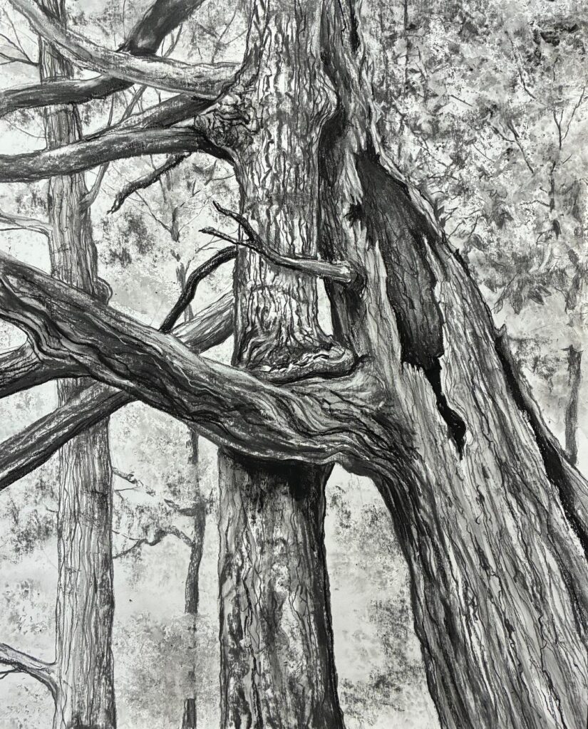 A charcoal drawing of tree trunks, one leaning against another