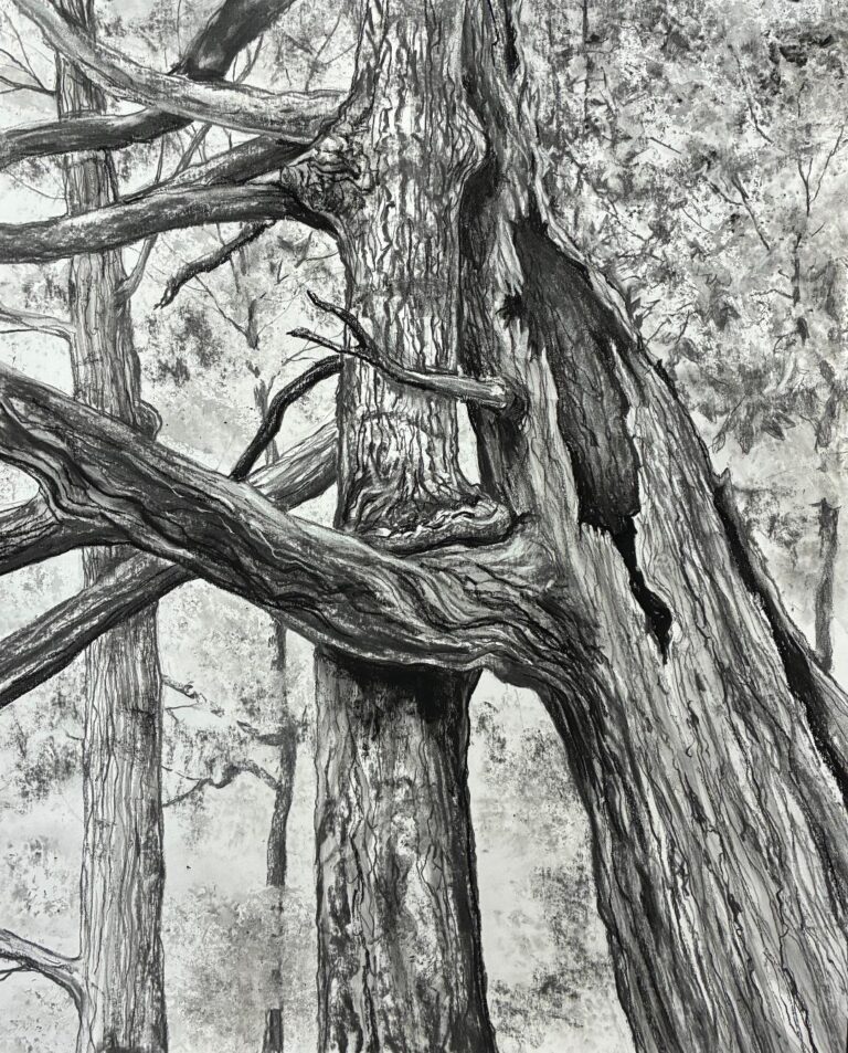 A charcoal drawing of tree trunks leaning against one another