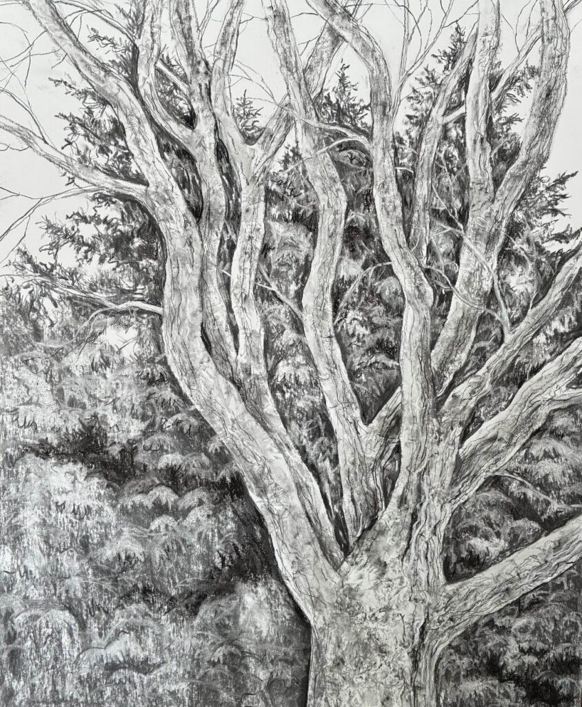A charcoal drawing of a fare tree against evergreens