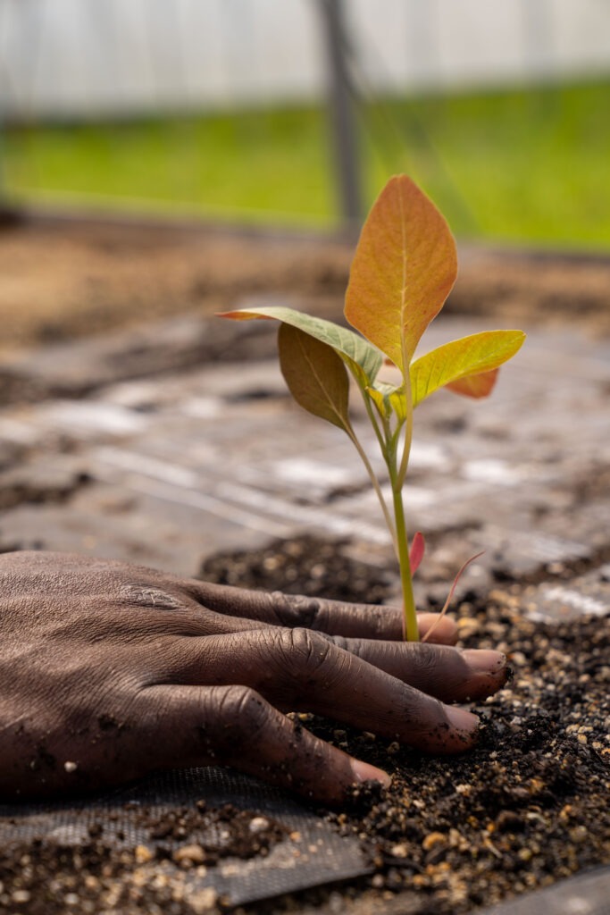a close-up of an amaranth seedling being planted