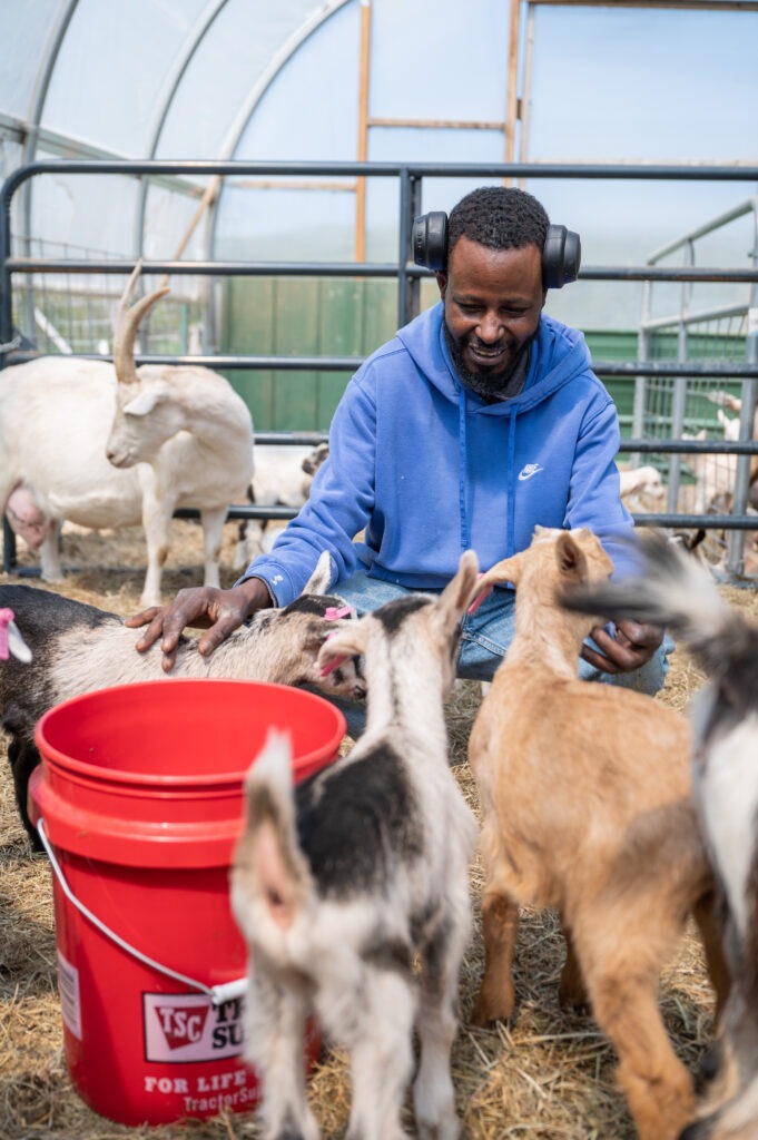 a man feeding goats in a pen