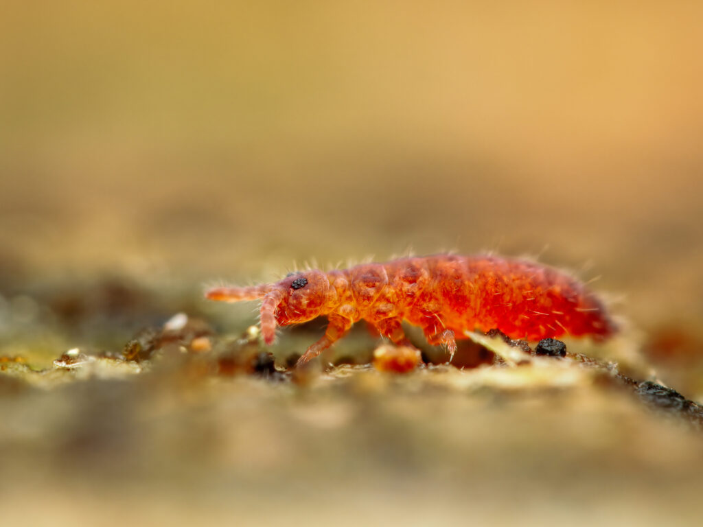 A photo of a reddish-orange springtail insect