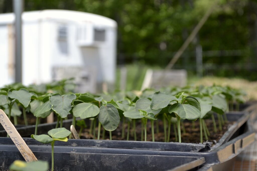 a tray of seedlings in front of a white building
