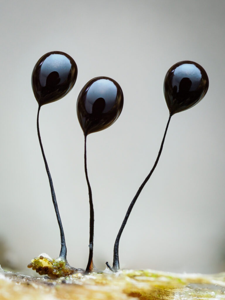 A photo o a slime mold, featuring three black balloon-shaped balls on tiny stems