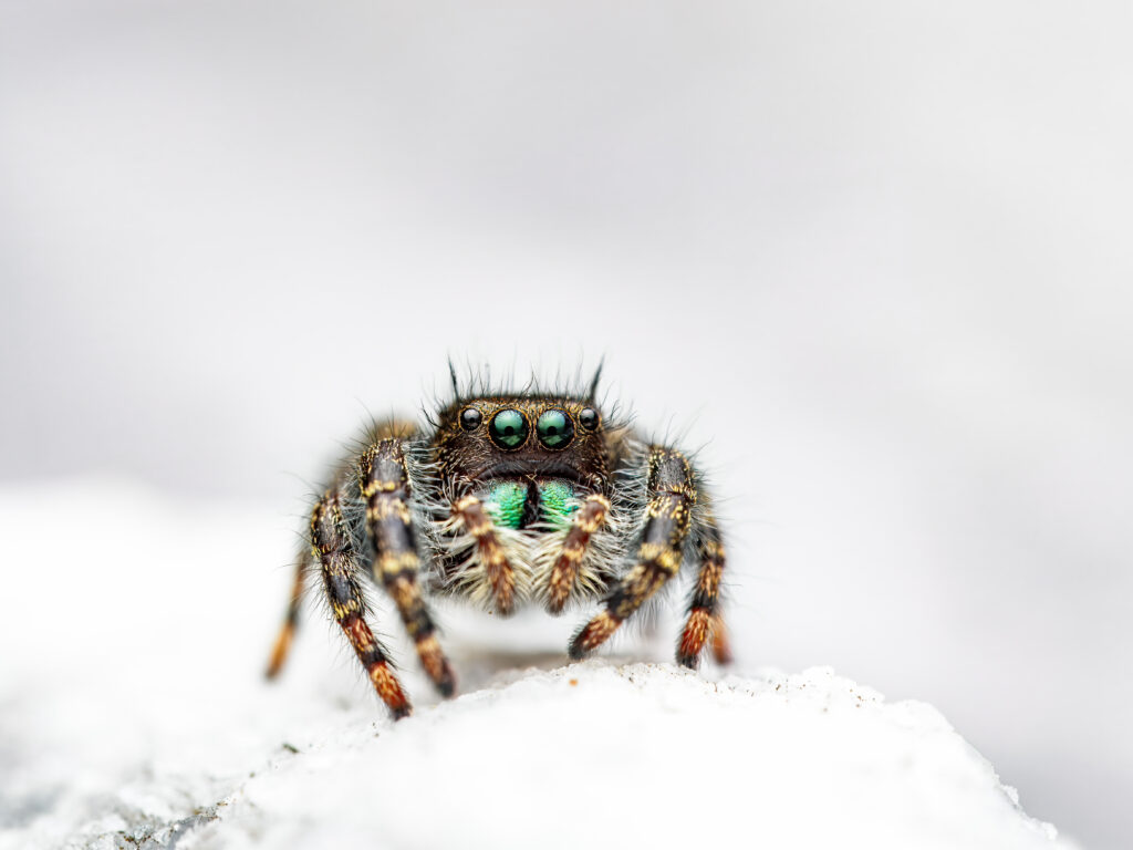 a photo of a brown and black jumping spider with green pedipalps