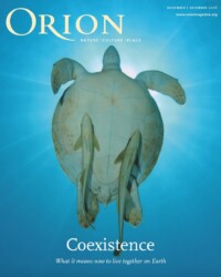 Orion